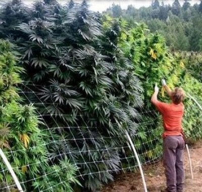 купить семя марихуаны