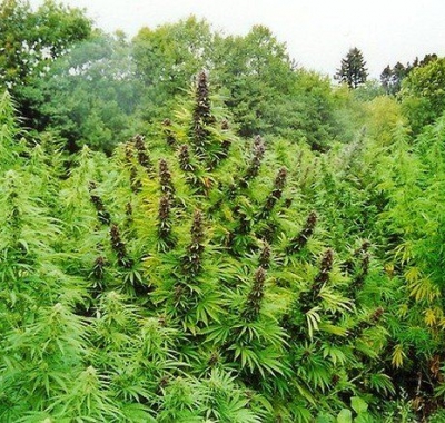 удобрение на цветение марихуаны