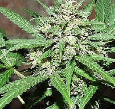 Семя конопли наложенным марихуана гашиш купить