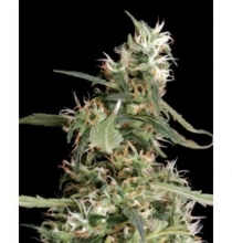 Arjans uyltra 1 haze fem - купить