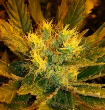 АК-49 - купить