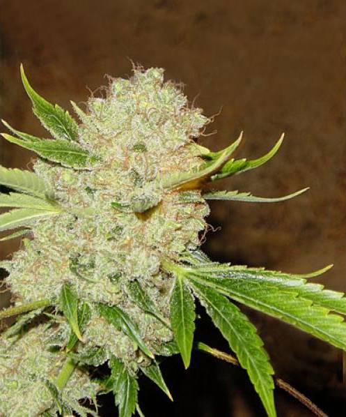 Время цветения конопли марихуана из волгограда