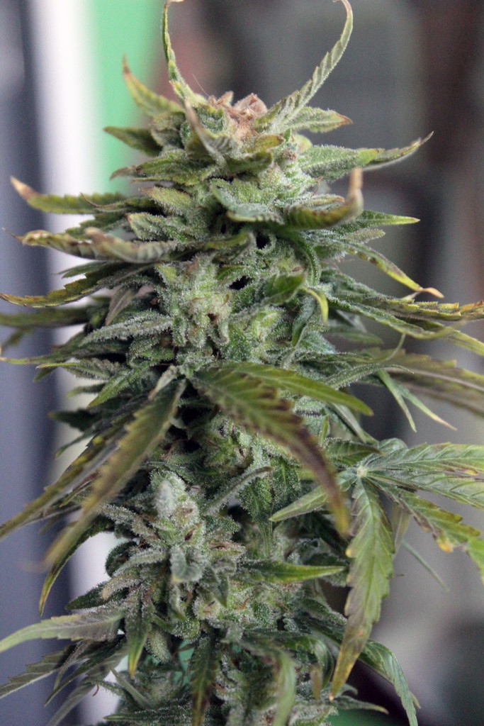 Заказ семян марихуаны почтой рецепт как варить коноплю