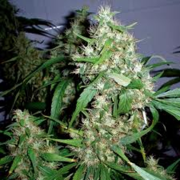 наказание за семена марихуаны