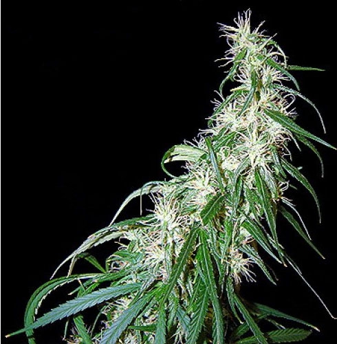 Семена конопли от сидсман курение марихуаны при геморрое