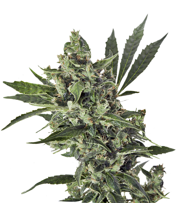 как выглядят семена марихуаны