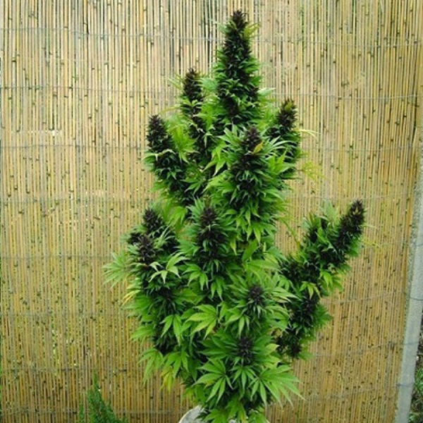 Семяна марихуаны легализуют ли в россии коноплю
