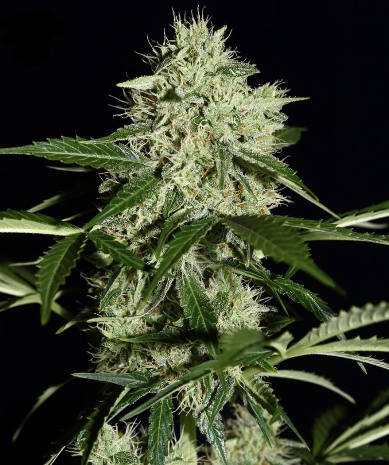 как прорастает семя марихуаны