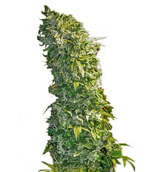 Продажа семян марихуаны в харькове тор браузер андроид 4пда гидра