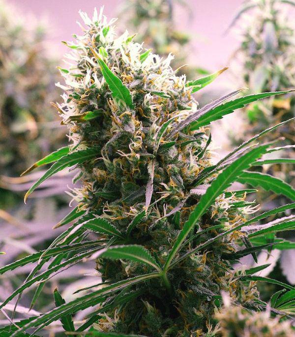 куст марихуаны урожай