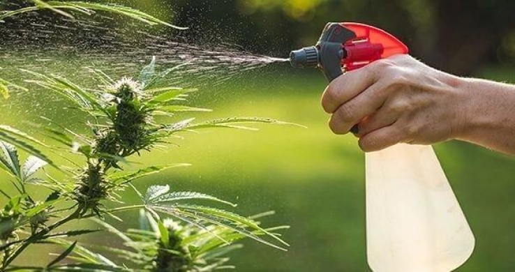 Выращиваем марихуану: тонкости полива