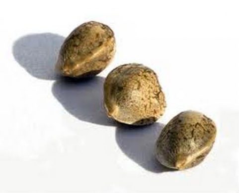 Бесплатные семена всем покупателям !