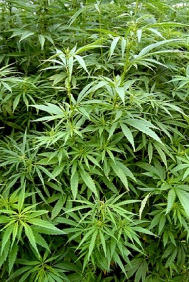 Сколько кустов конопли можно выращивать по закону дискавери марихуана в законе