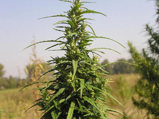 Немного фактов из истории коноплеводства 