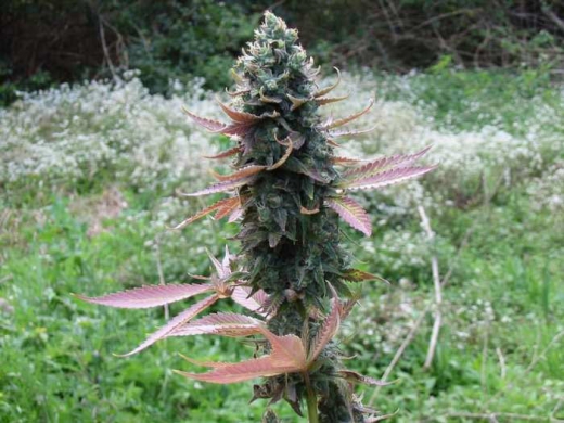 Правительство Латвии против лигалайза