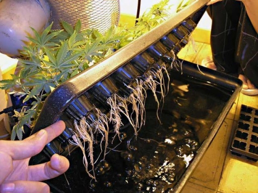 Выращивание конопли для семян марихуана и интеллект
