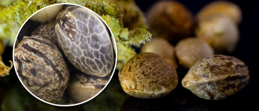 Часть II. Как выбрать штамм и купить семена каннабиса по своим предпочтениям