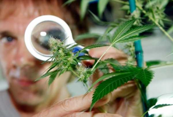 Тонкости ухода за марихуаной: как получить хороший урожай