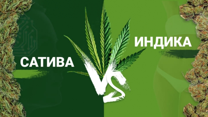Индика и сатива: разбираемся в основных отличиях