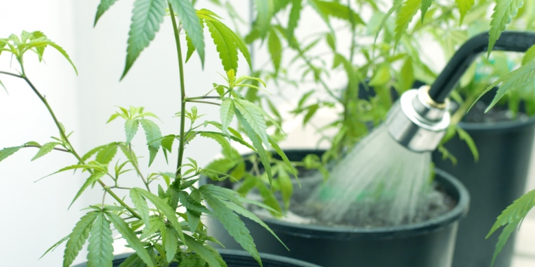 Как поливать семена конопли марихуана время выведения из организма