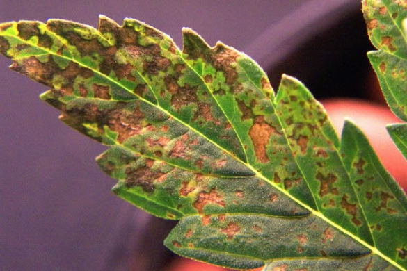 паразиты на листьях конопли