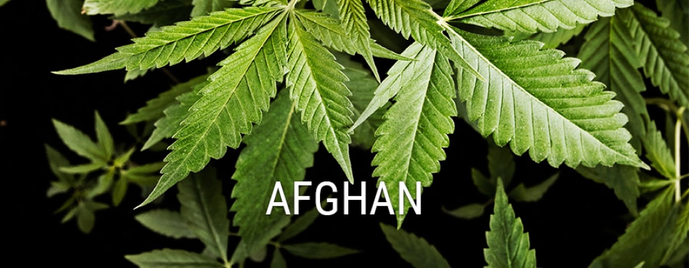 Сидбанк Afghanistan Seeds